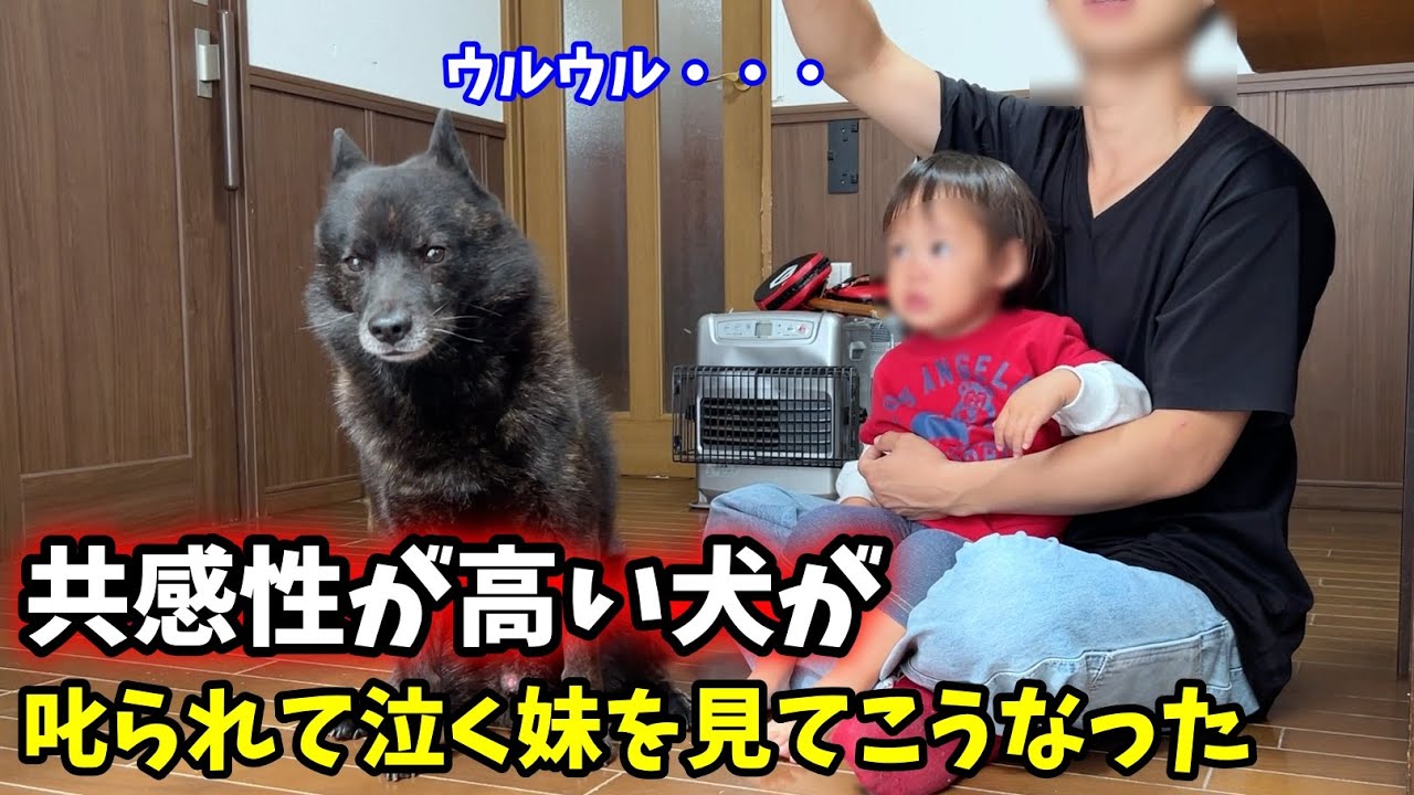 甲斐犬一休の共感性が高すぎてこうなりましたw