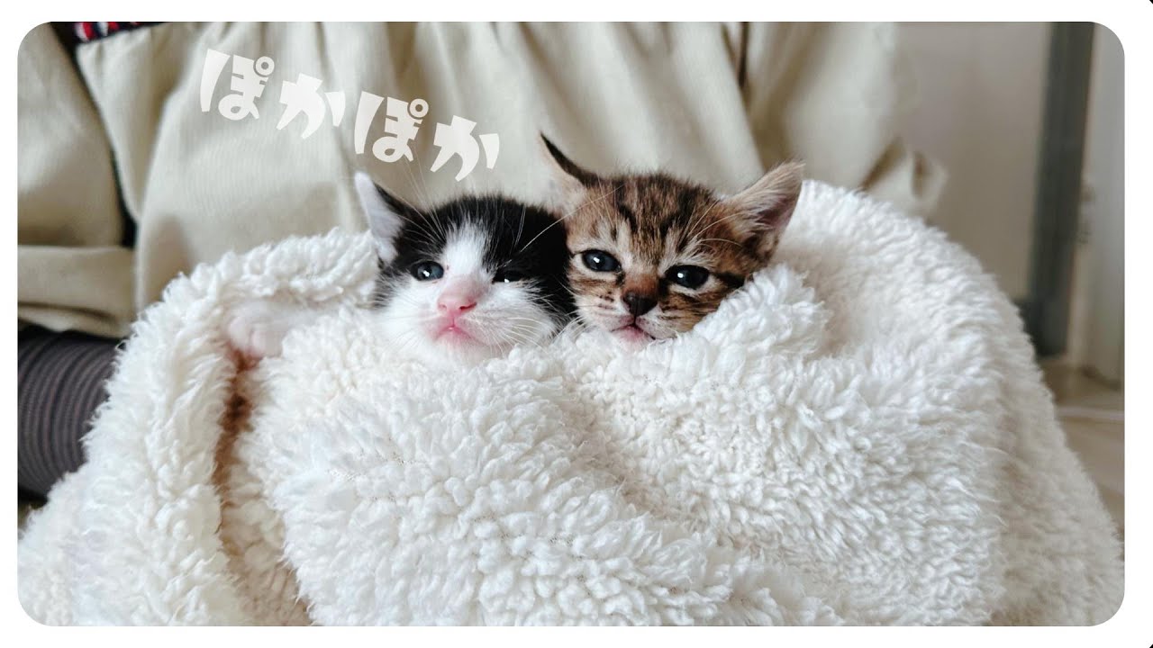 【子猫のミルボラ】しっぽブンブン丸参上！ブンブンが激しくてかわいい【保護猫生活3日目】