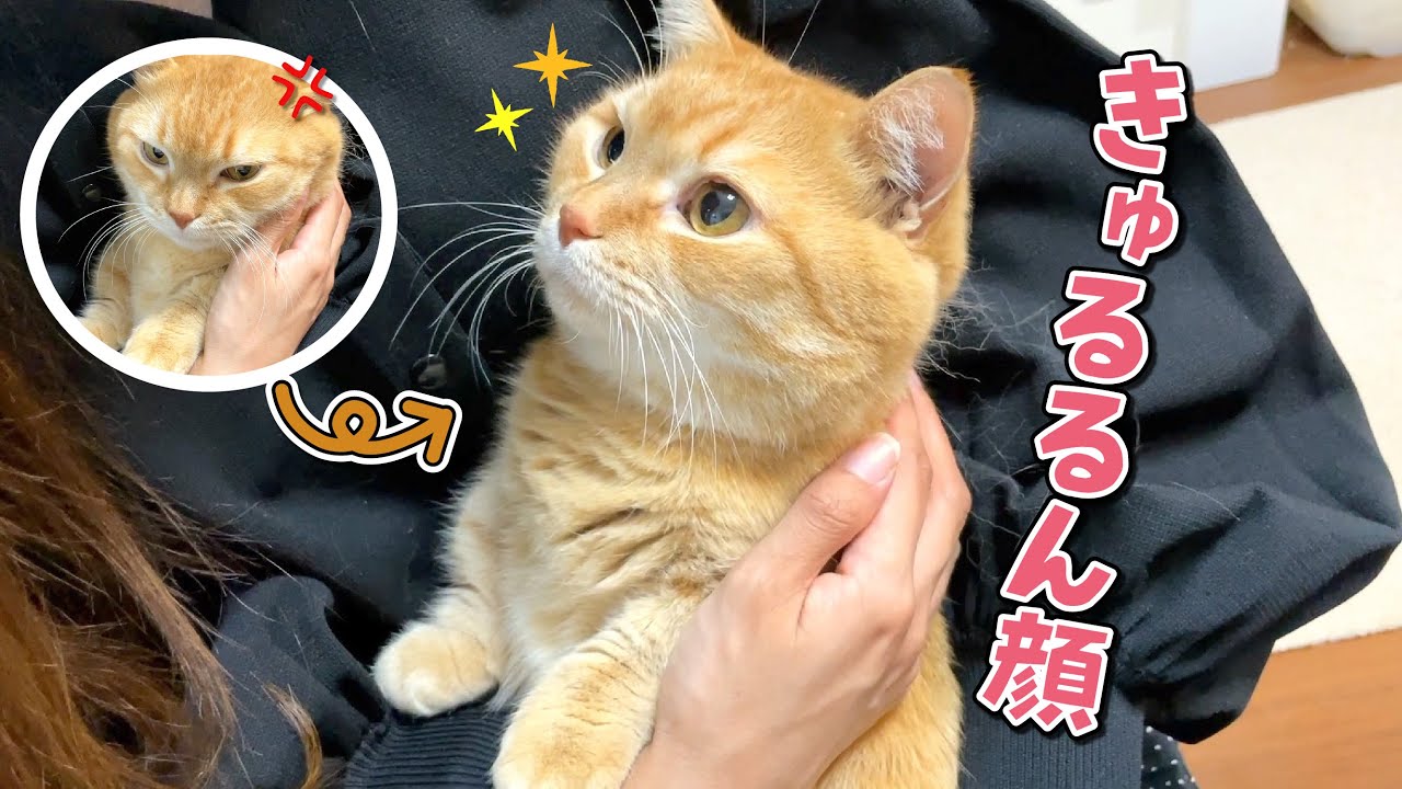 姉に抱っこされた猫が魔法の言葉を聞いた瞬間こうなりました！w