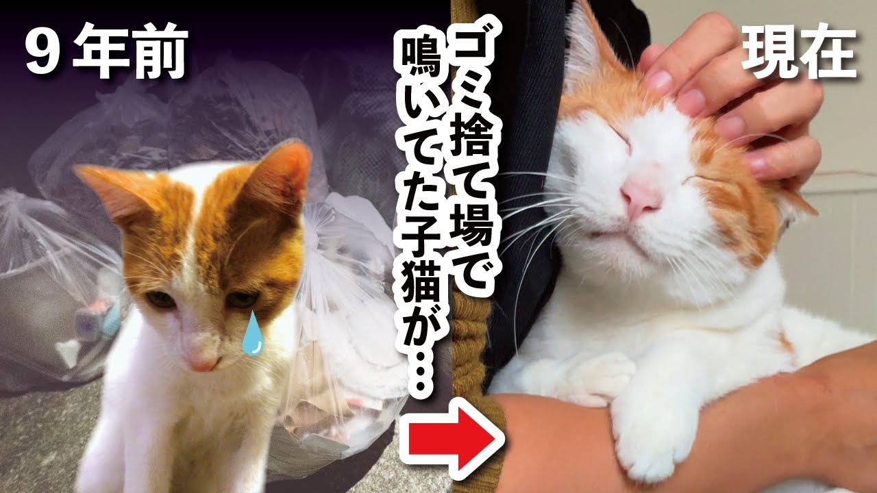 ゴミ捨て場で鳴いてた野良猫が幸せな家族と暮らすまで【甘えんぼ猫】