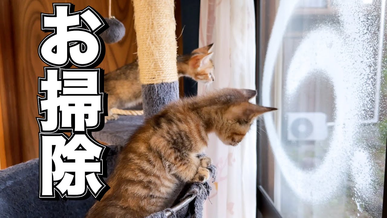 飼い主が窓ふき掃除をしていると子猫2匹がこうなりました笑