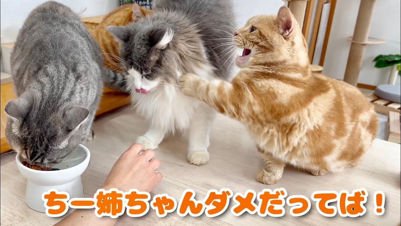 ぎんちゃんがお薬を食べてるのをしっかりと守る騎士ちゃーぼー #猫 #マンチカン