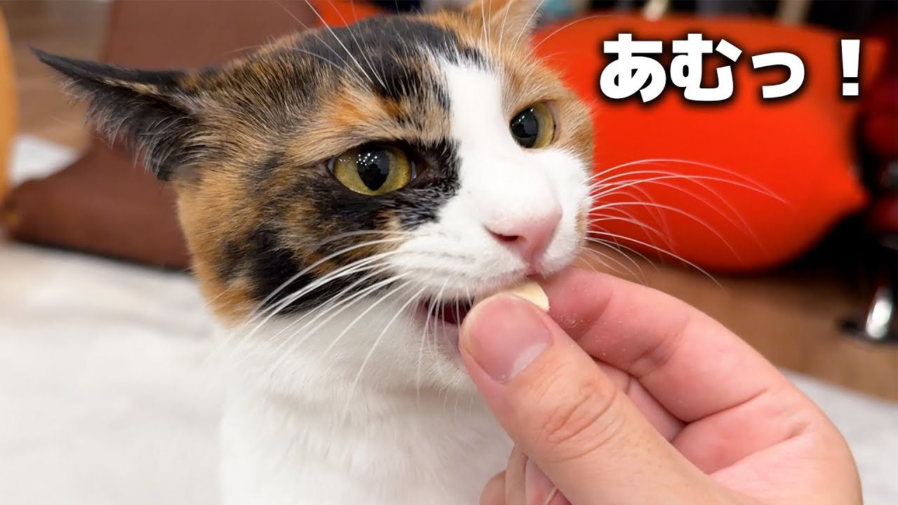 あーあ。猫に指ごと食われるくらい美味しいおやつ見つけちゃった(血)
