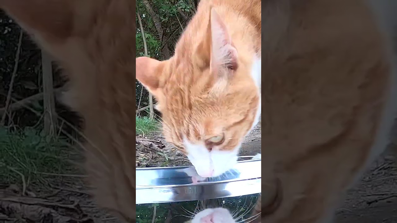 地域猫　猫ハウスに住む茶白猫のミミにごはんをあげました。　I fed Mimi, a brown cat who lives in the cat house, with food.　Vol.702