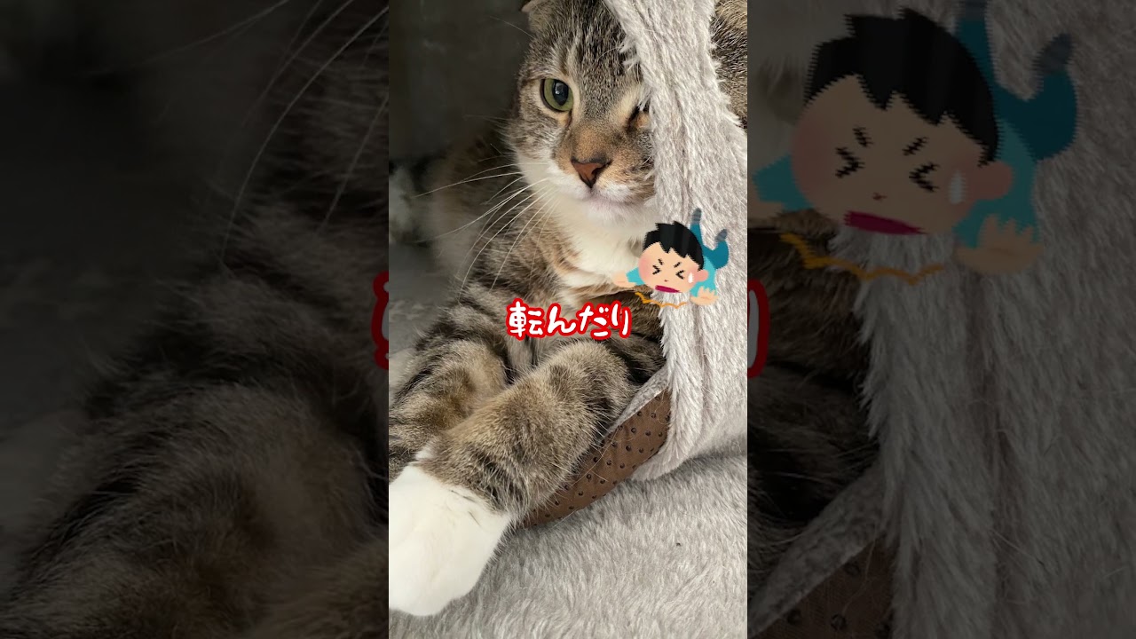 オス猫ちゃんって実は… #猫 #猫のいる暮らし #猫あるある