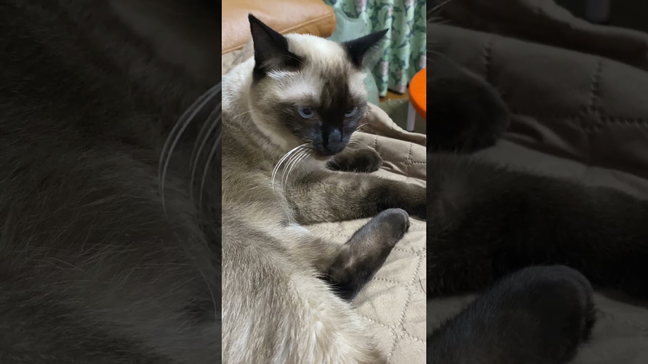 【2023.10.14】今日のシャム猫のふくさん（音無し）【たぬき猫】 #shorts