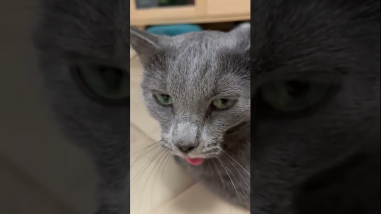 お尻＆あくび好きっちゅ〜の💛（ロシアンブルー）#shorts