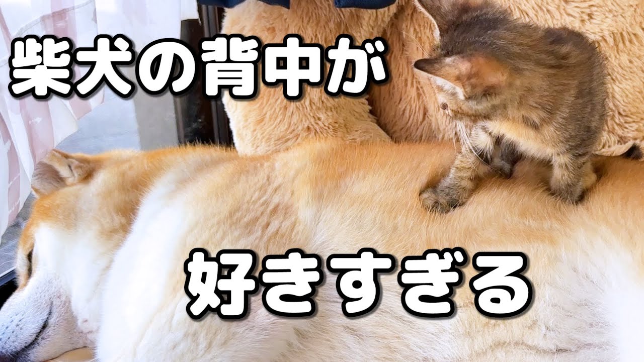 柴犬と子猫が0距離でたくさん触れ合った日