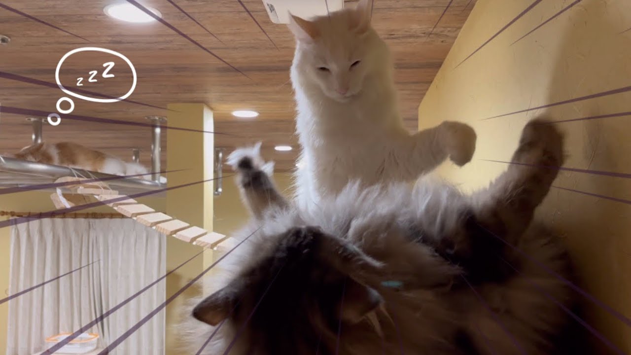 【バトル??】遊びたいノルウェージャンフォレストキャットと大人なターキッシュアンゴラのバトルが可愛い❤️