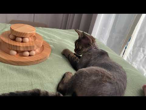 デボンレックス子猫がくるくるタワーで遊んでいます(Devon Rex kitten playing with a wooden toy)