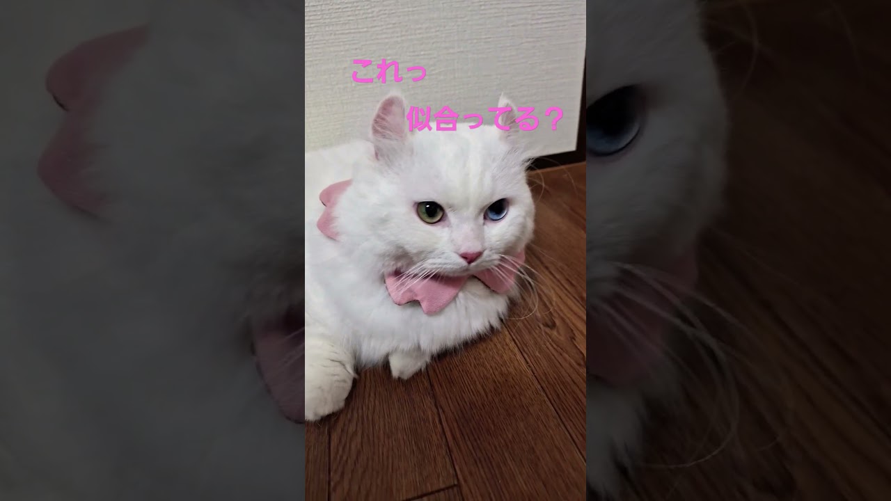 【オッドアイ幸せを呼ぶ猫】ひさしぶりにラビちゃんかお花になりました#猫はcat#白猫#キンカロー#shorts