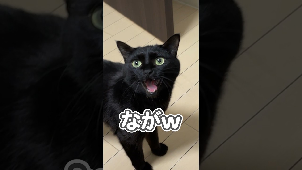 おしゃべり猫の、超ロングボイス大発狂動画