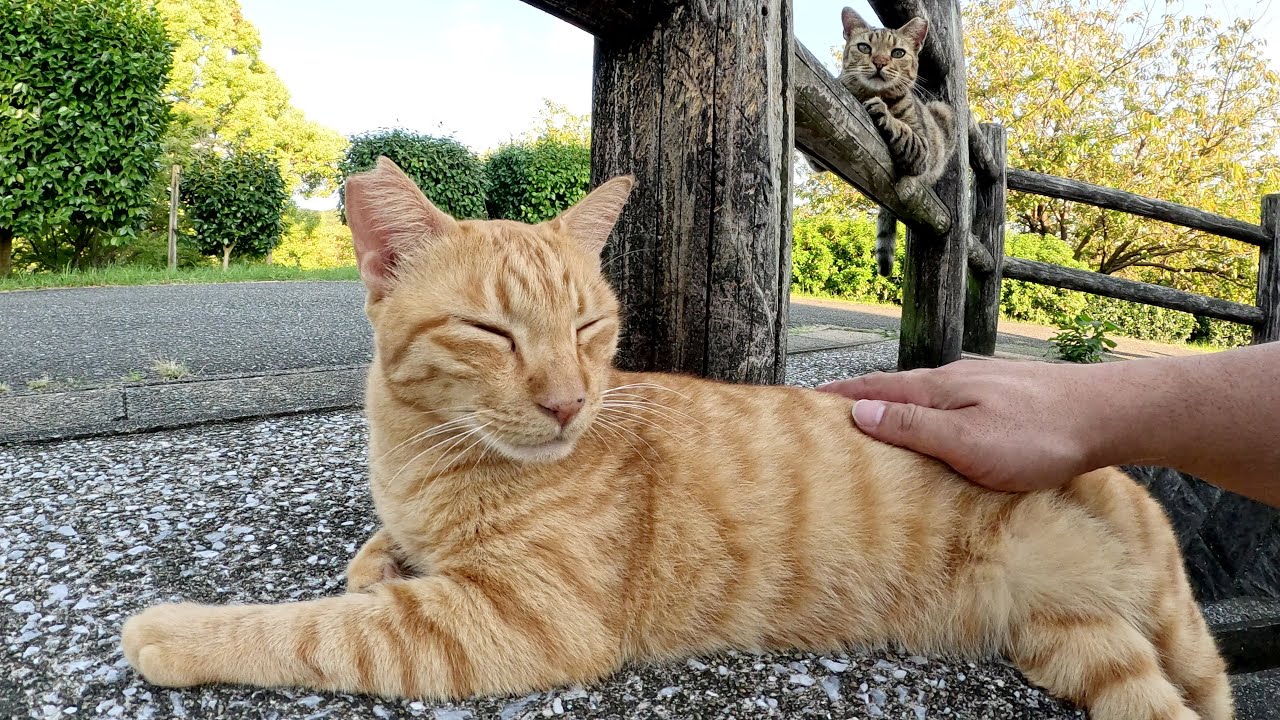 茶トラ猫をモフったらベンガル猫も柵の上から降りてきた