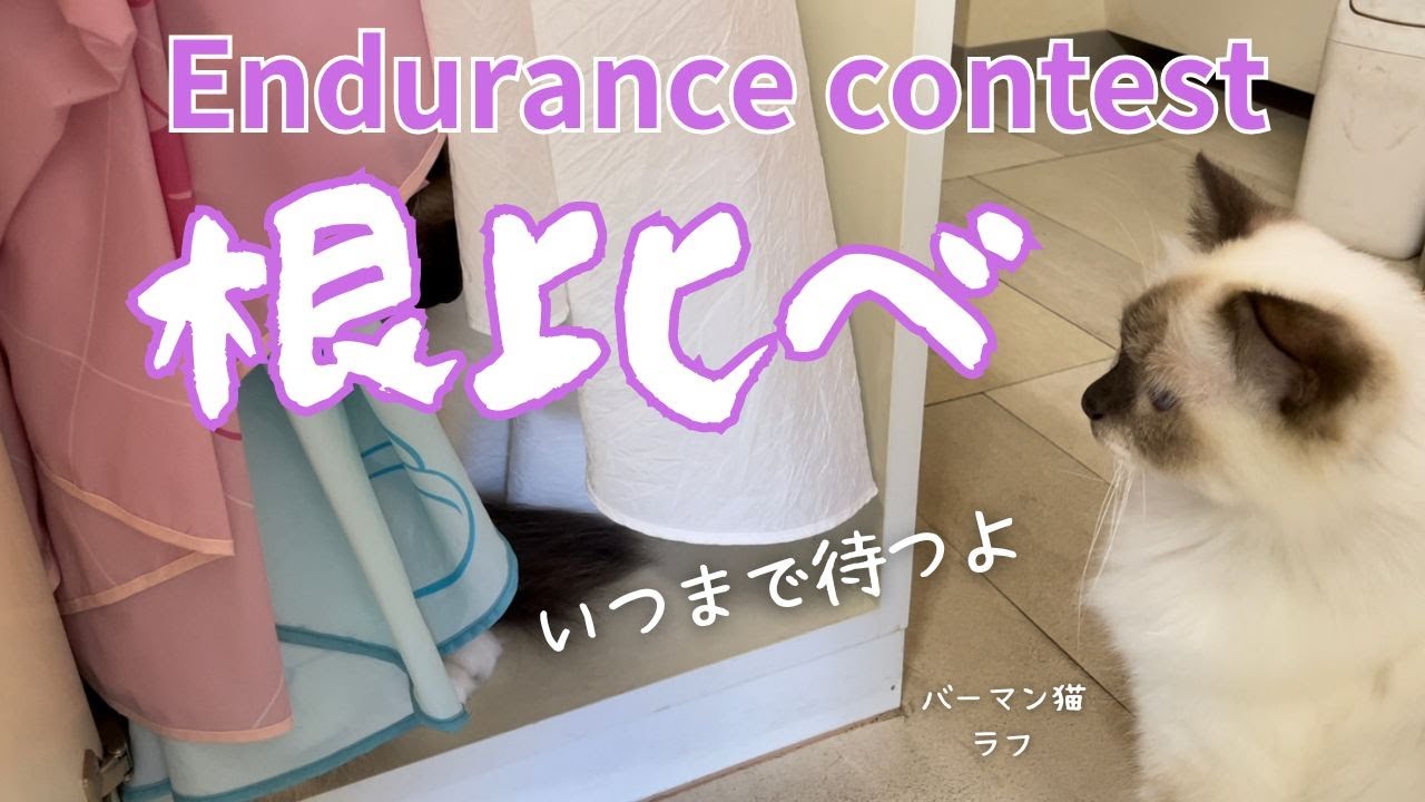 バーマン猫ラフとガブ【根比べ】Endurance contest（バーマン猫）Birman/Cat