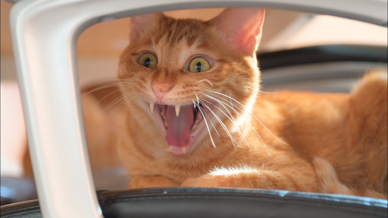 寝起き直後の猫様に密着したら平和すぎて眠くなってきました…。