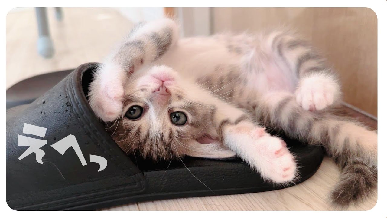 【子猫】遊び方がも～かわいすぎる★猫はスリッパが好き【保護猫生活27日目】