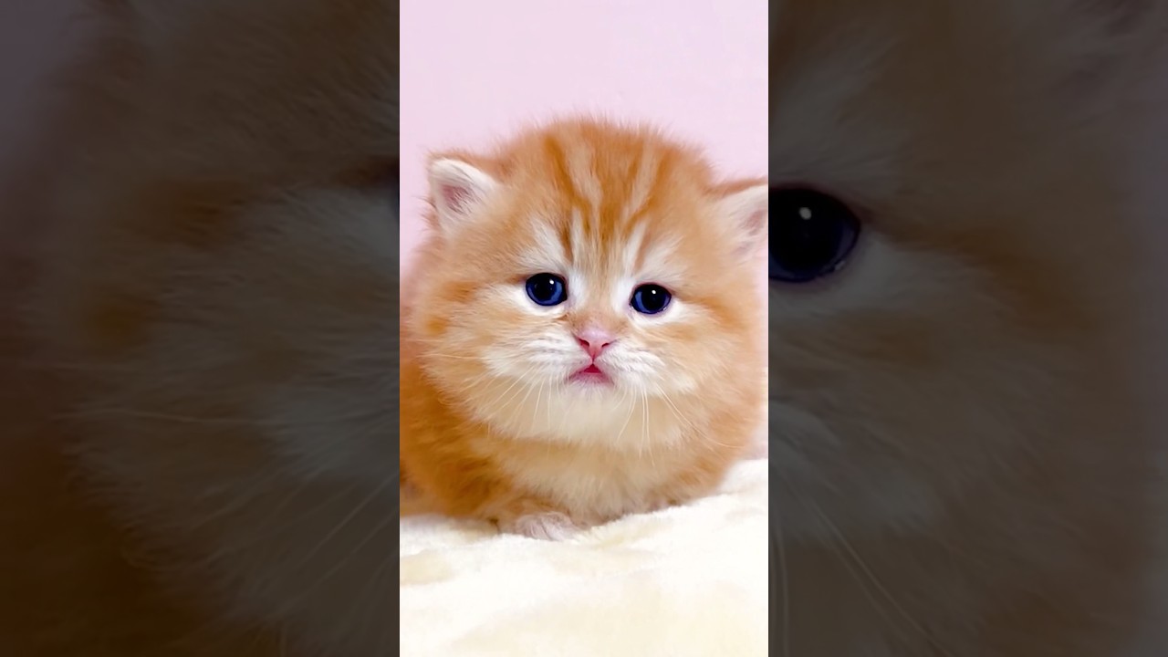 #shorts #ミヌエット #マンチカン #子猫