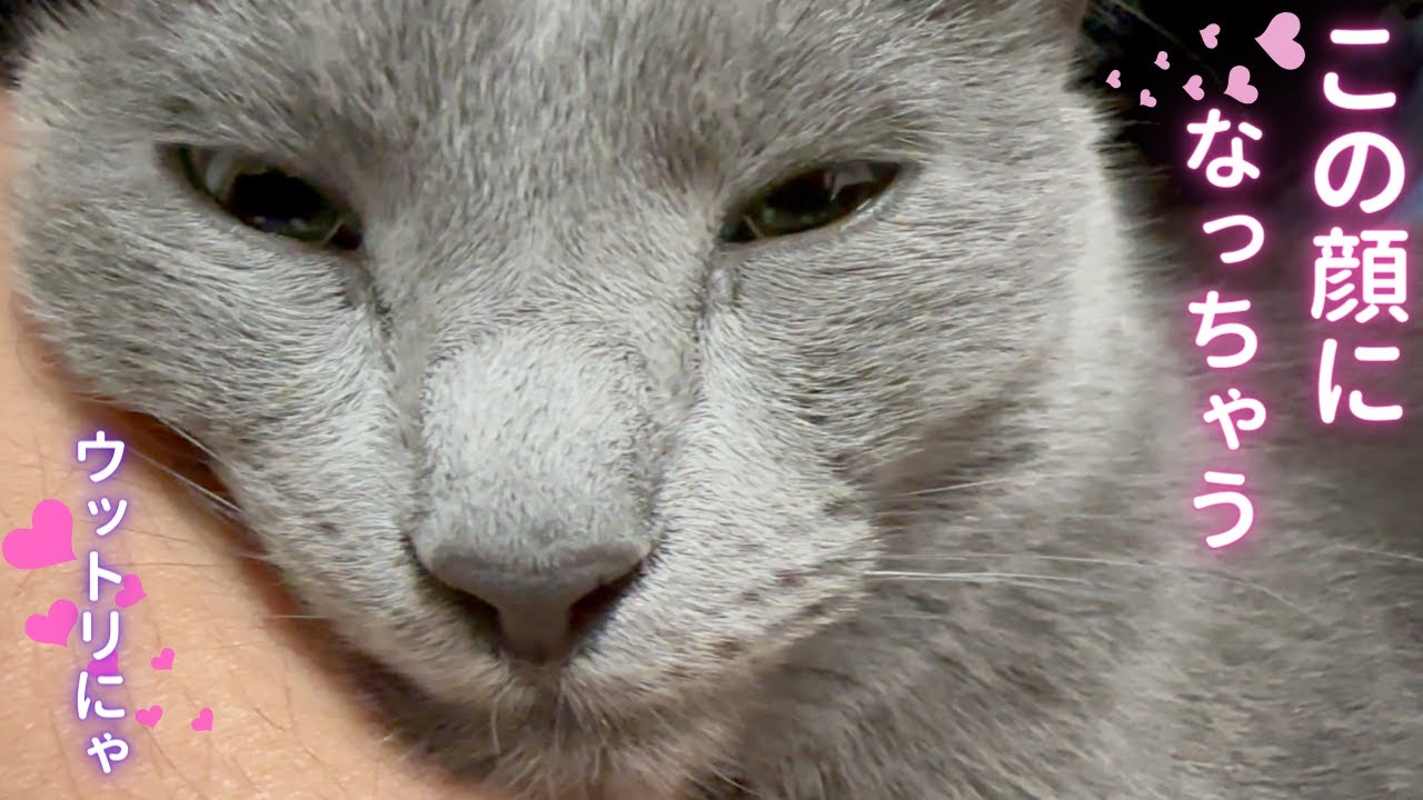 そら専属マッサージ師パパ👨（ロシアンブルー）