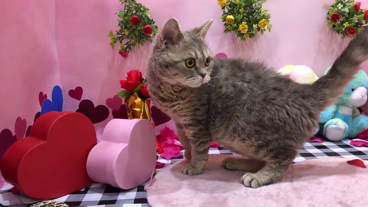 セルカークレックス♂　2020年7月26日生まれ(2021年2月1日撮影)