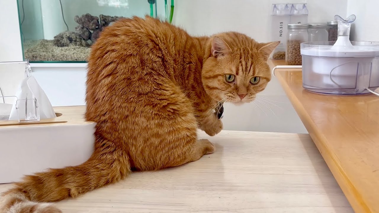 ぼく、困っちゃった... #猫 #マンチカン