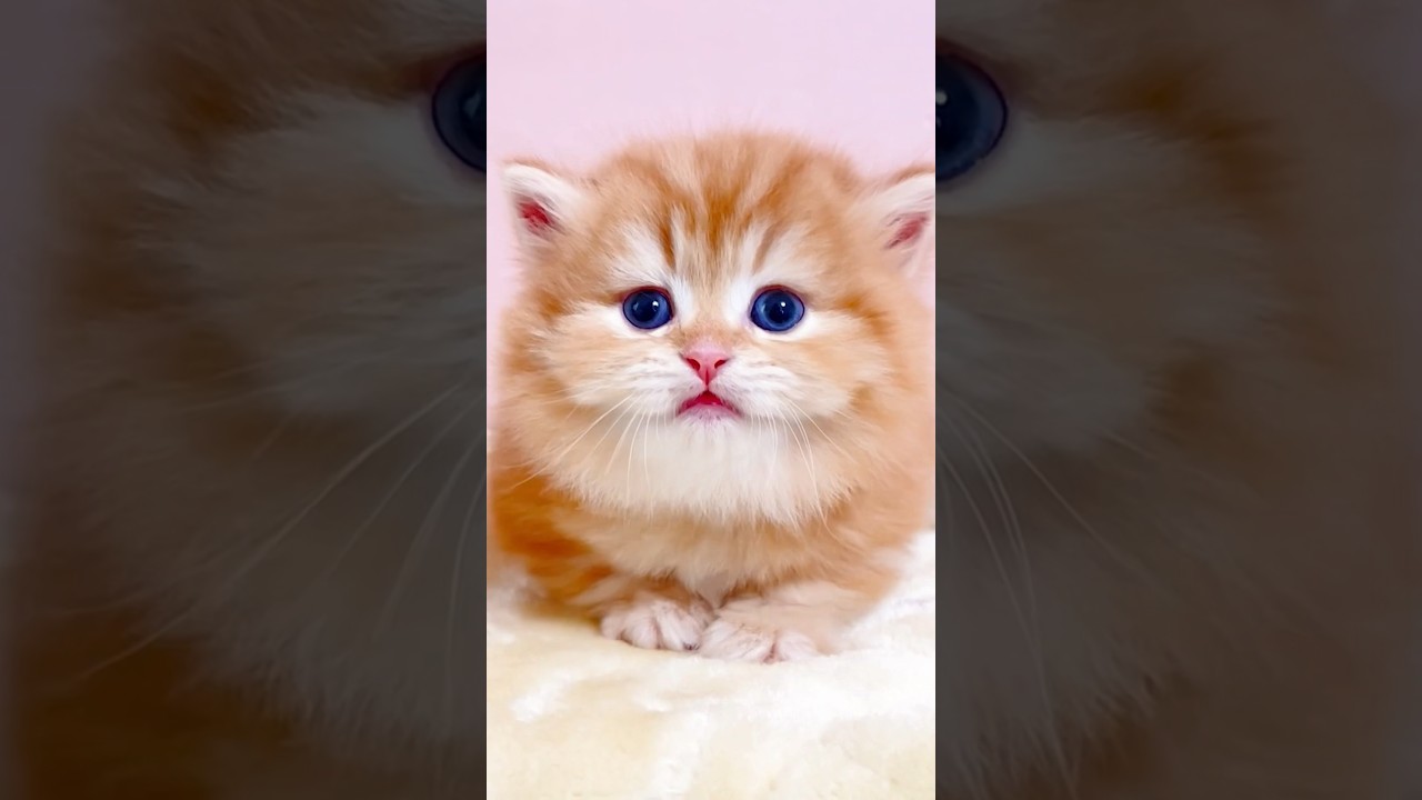 #shorts #ミヌエット #マンチカン #子猫