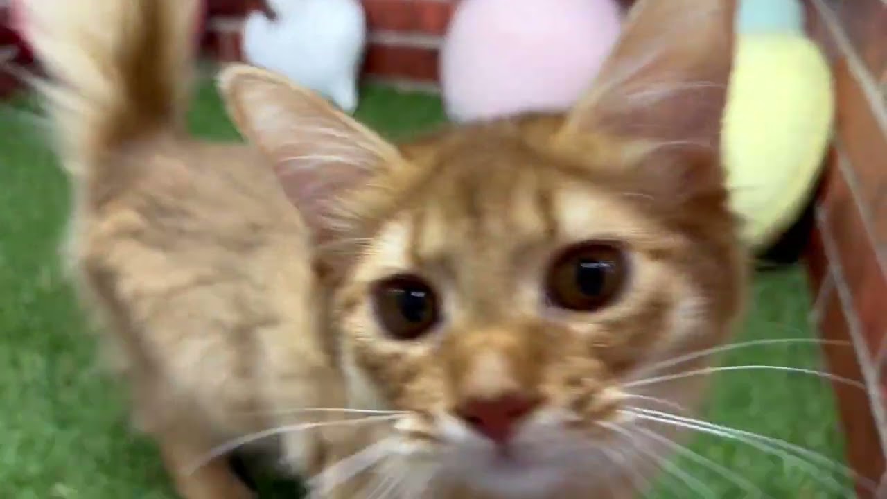 ペットショップCoo&RIKU　636591　ソマリ