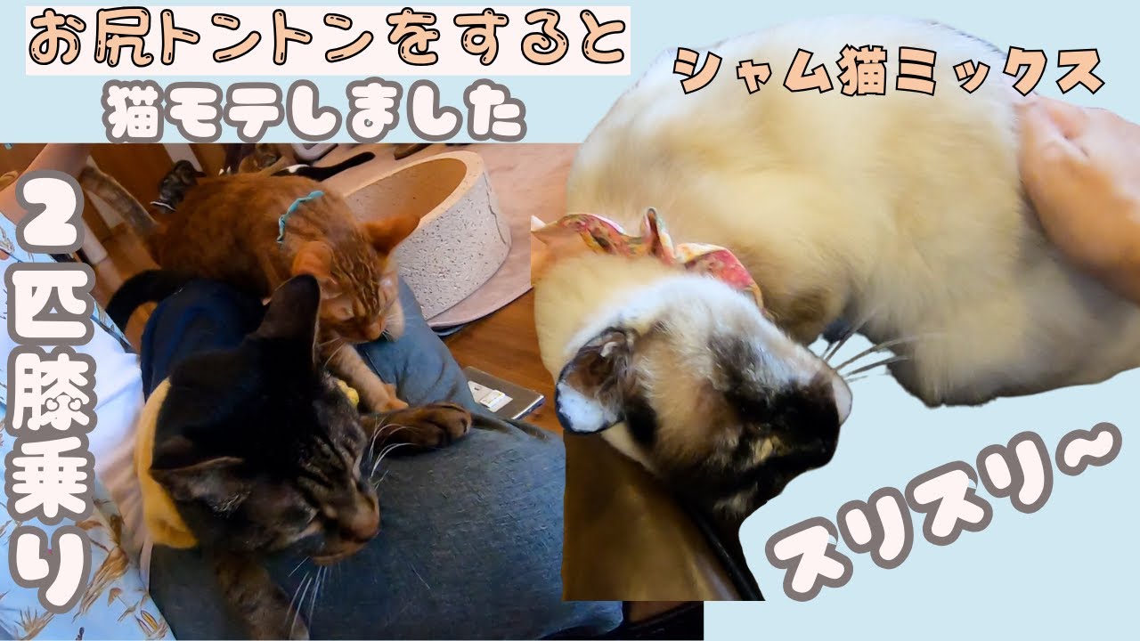 シャム猫ミックスシニア猫おしりトントンにスリスリ＆猫モテする猫兄さん（保護猫カフェ森のねこ舎）淡路 　Siamese cat mix & popular with cats