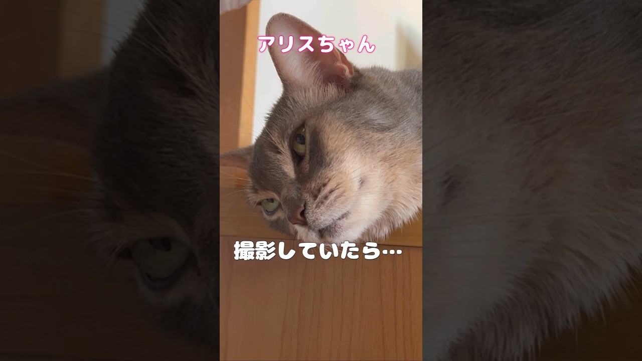 撮影していたら… #shorts #猫動画 #アビシニアン #cat #まな猫