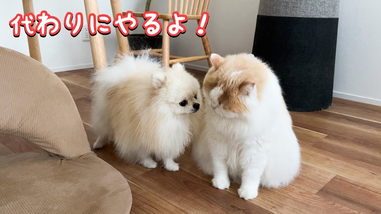 体調不良の猫の代わりに犬のとった行動が優しすぎました！泣