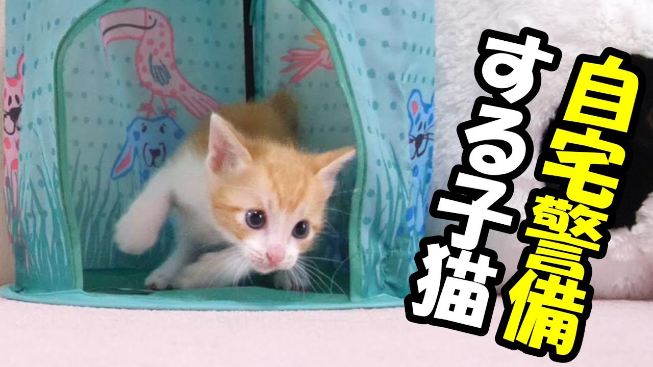 ここは譲らないと子猫がテントを守る【赤ちゃん猫　保護猫】
