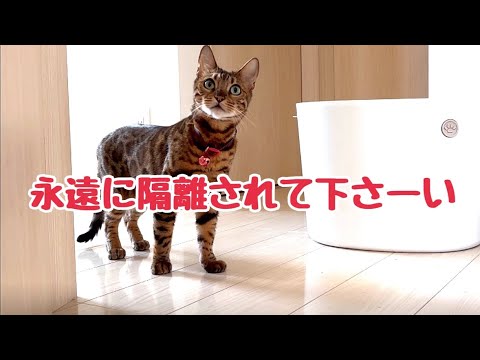 夫がコロナで隔離されてレディース猫達が喜んでいます