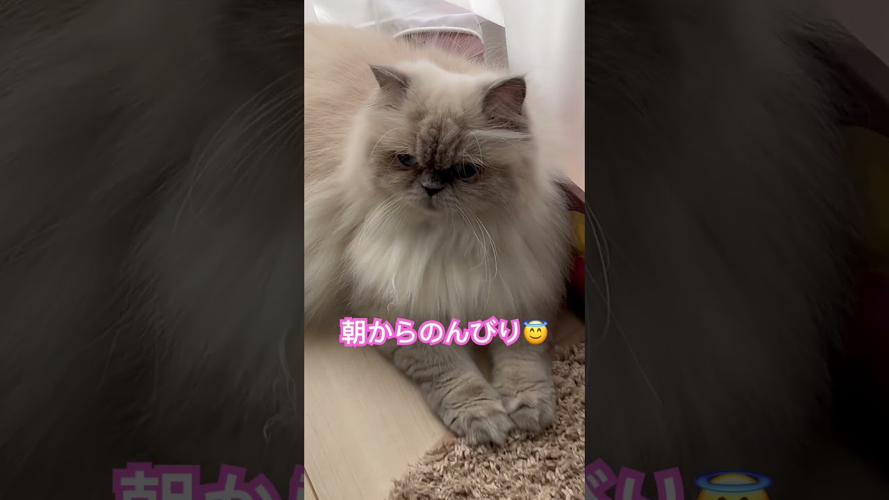 うちのにゃんこ🐈 #うちのにゃんこ #かわいい猫 #ヒマラヤン猫 #ねこのいる暮らし #長毛猫 #かわいい