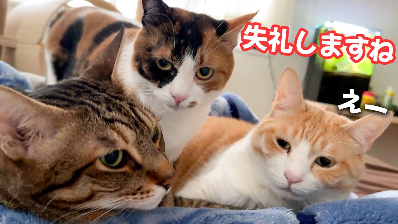 大好きなお兄ちゃんたちの間にどうしても入りたい猫。しかし悲しいことになっちゃって…
