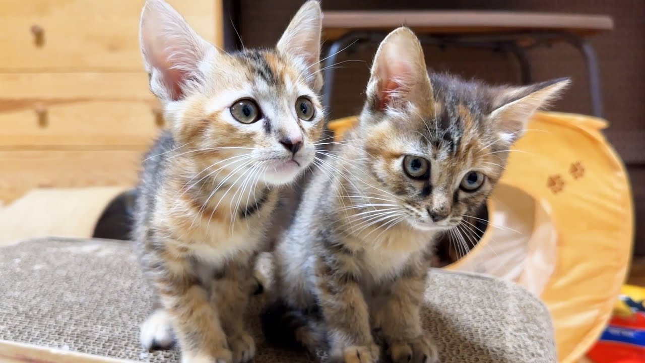 子猫たちが新しいお部屋を大冒険するとこうなりました！