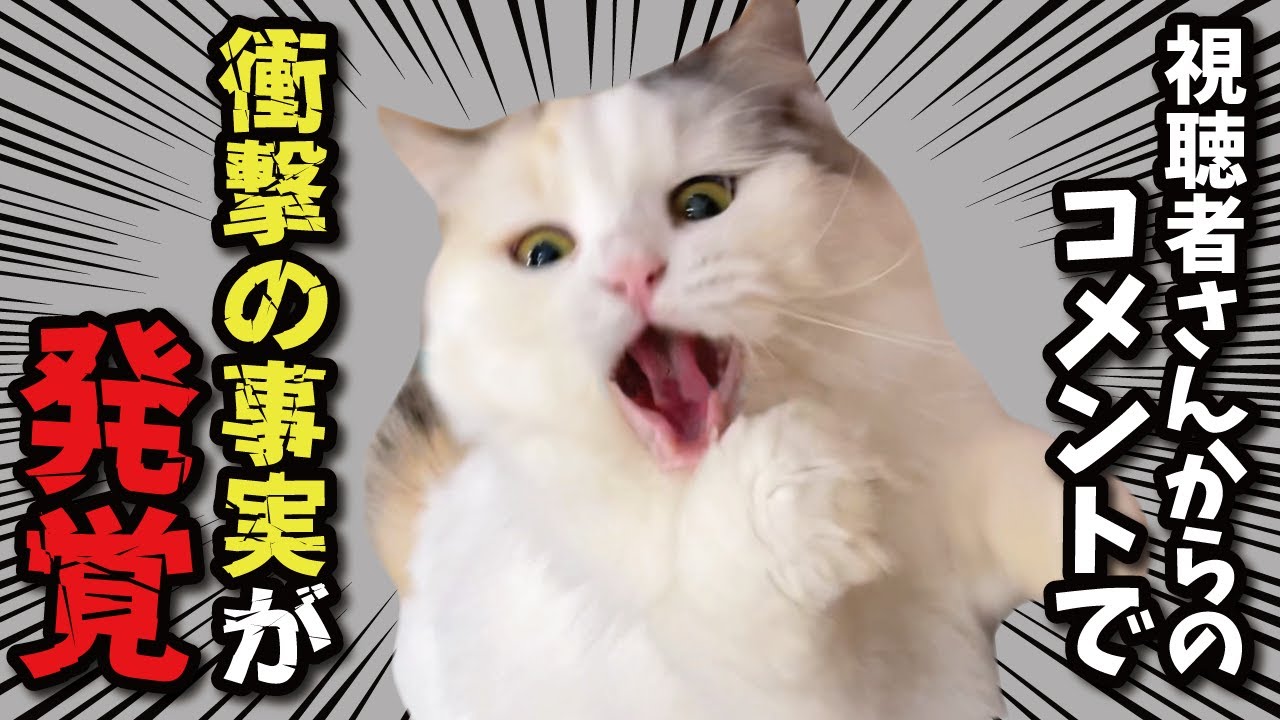 これはガチで知らんかったわ…【関西弁でしゃべる猫】【猫アテレコ】