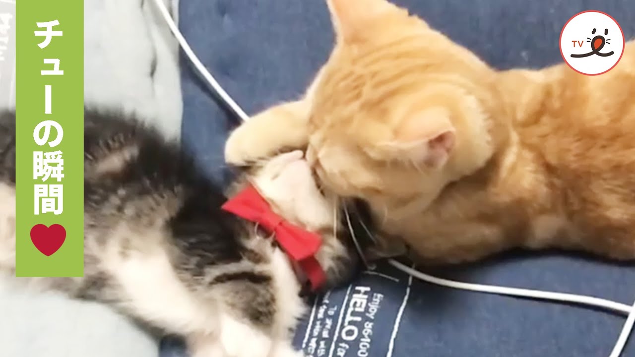 ラブラブな兄猫と妹猫💕 可愛すぎるチューの瞬間😻【PECO TV】