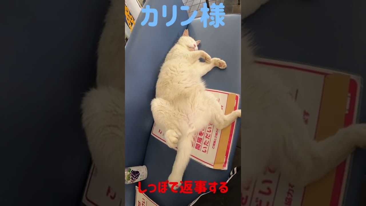 あの凶暴猫のカリン様 呼べばしっぽで返事する Ferocious cat #shorts
