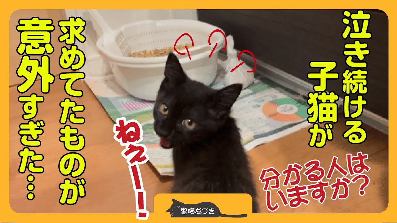 【まさかの結末】泣き叫ぶ黒子猫が求めていたものにびっくり…でも可愛い