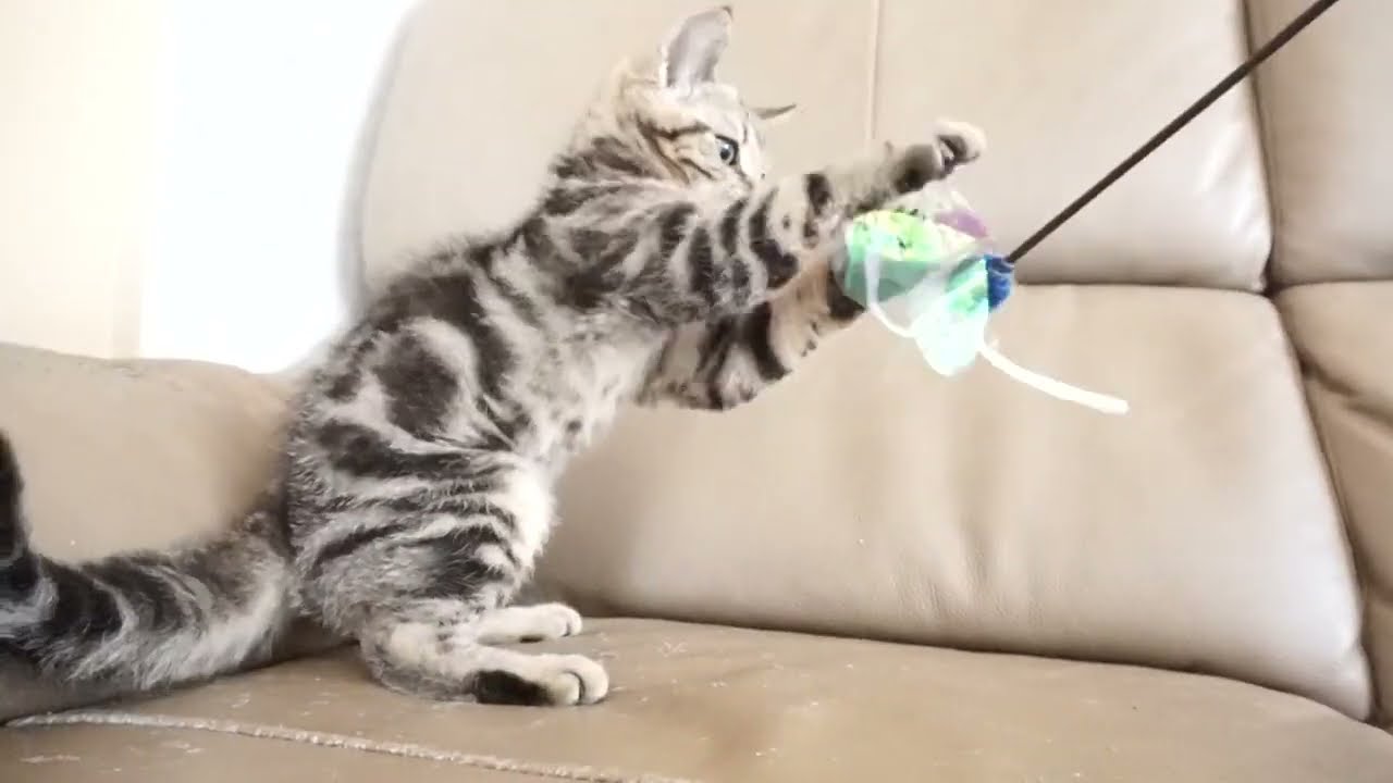 セルカークレックス子猫　2023.6.14産まれ 　ブラウンタビー　　男の子　シーダキャット猫のお店