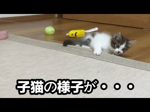 生まれたて子猫の様子が大変なことになりました