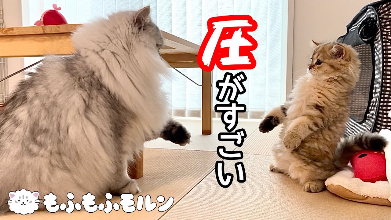 もふもふ猫と子猫の距離は縮まるのでしょうか（後編）【サイベリアン】