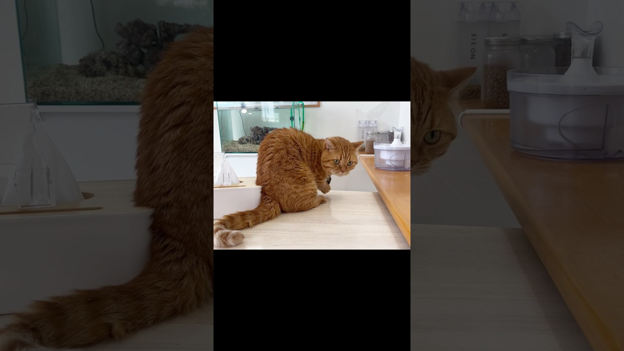 おやつが一粒潜り込んじゃった... #猫 #マンチカン #shorts