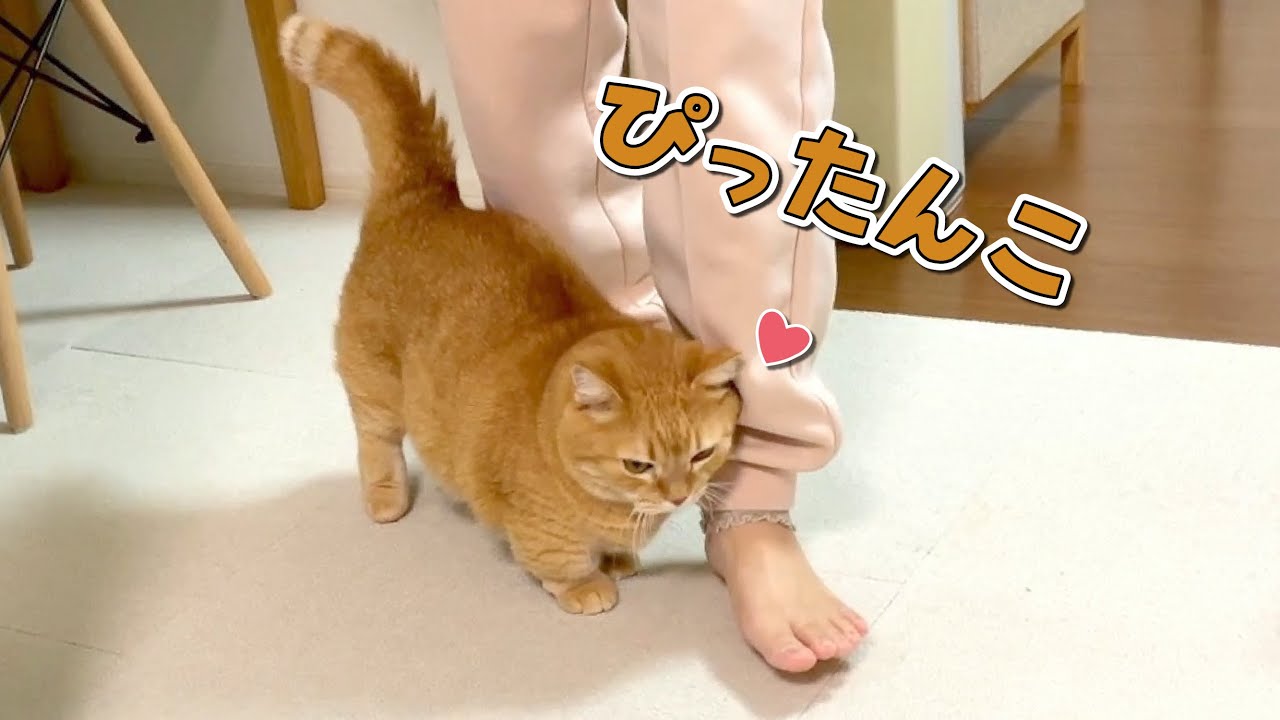 寒くなるほど甘えん坊が増してくる愛猫が可愛すぎる…！