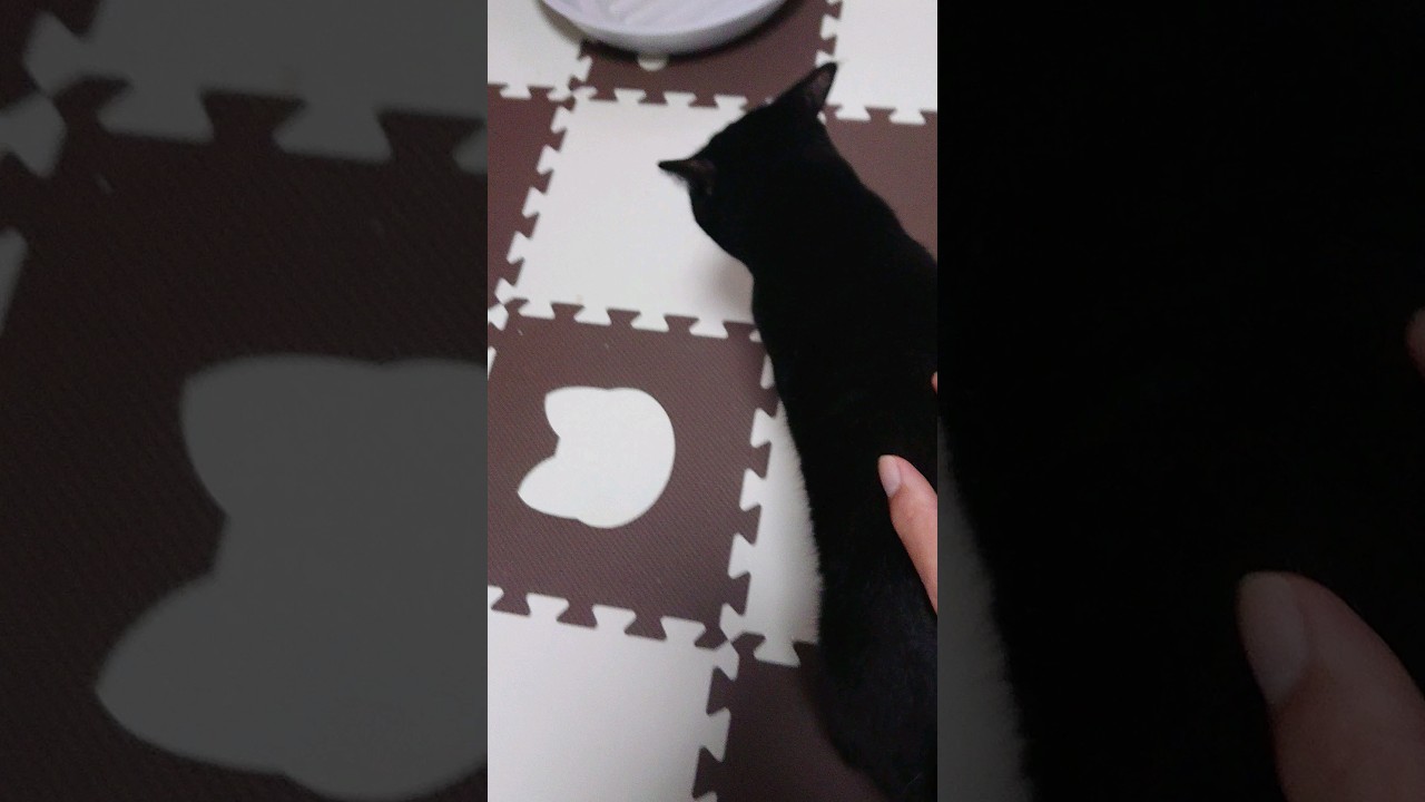 【猫】ウー君(次男)ちゃまちゃまタイム☆ 2023/10/13【ボンベイ】#shorts