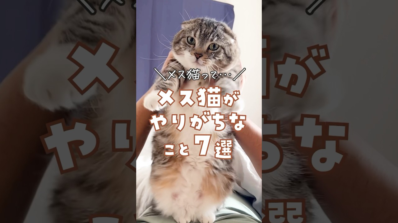 みんなのメスにゃんはコレやりますか？🐈💨 #猫 #猫のいる暮らし #猫あるある #ねこ