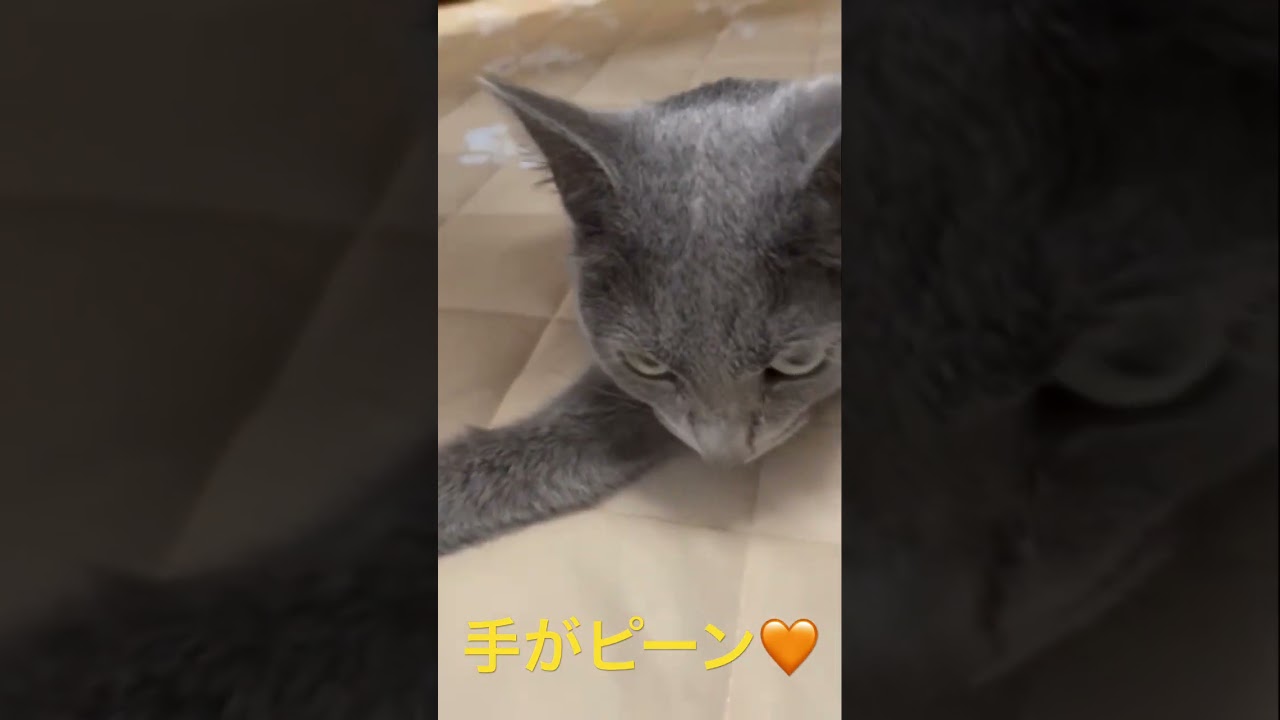 可愛い💛お手手がピーン‼️（ロシアンブルー）#shorts
