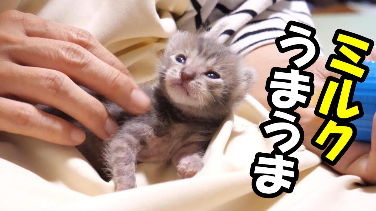 少しだけ自力でミルクを飲めるようになった子猫がミルクの味を噛みしめる【赤ちゃん猫　保護猫】