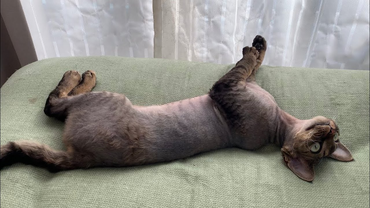 デボンレックス子猫と私の休日の一コマ(One scene of Devon Rex kitten and me on a holiday)