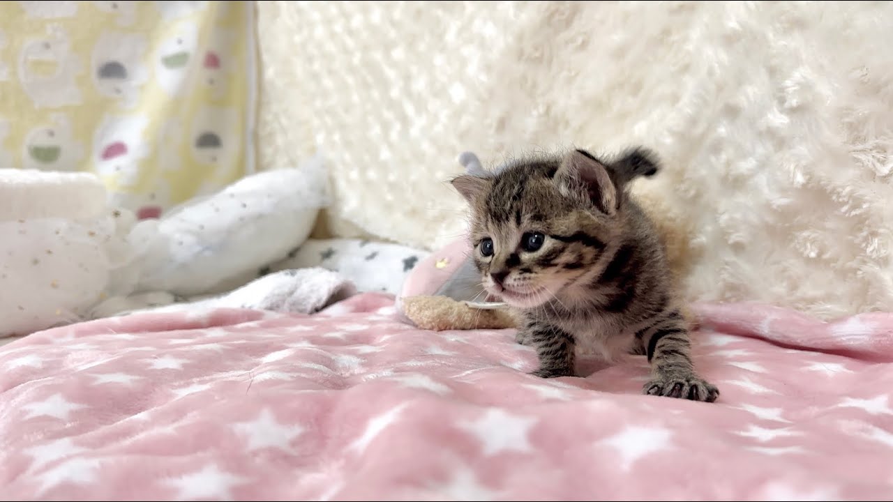 生後22日 テンションが上がり初めて小走りをする子猫【山菜兄妹#21】Kitten running for the first time.