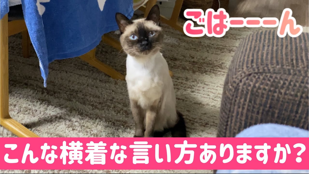 シャム猫ムーン🌙チャンネル・こんな横着な言い方ありますか？『ごはーーーん』